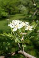 Image of Crataegus meyeri Pojark.