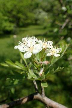 Image de Crataegus meyeri Pojark.