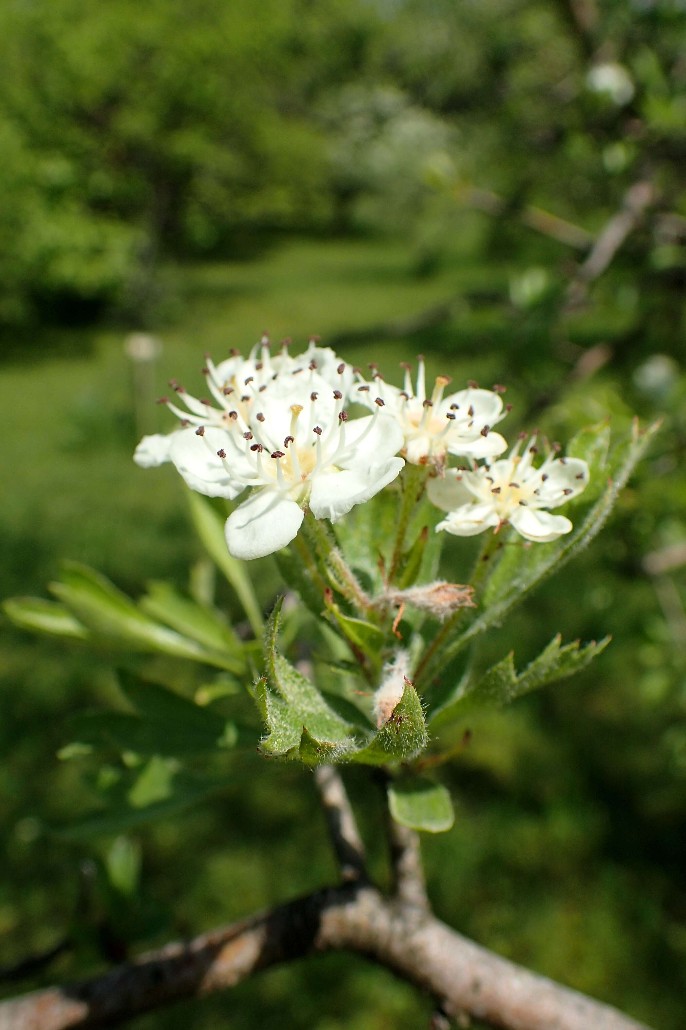 Image of Crataegus meyeri Pojark.