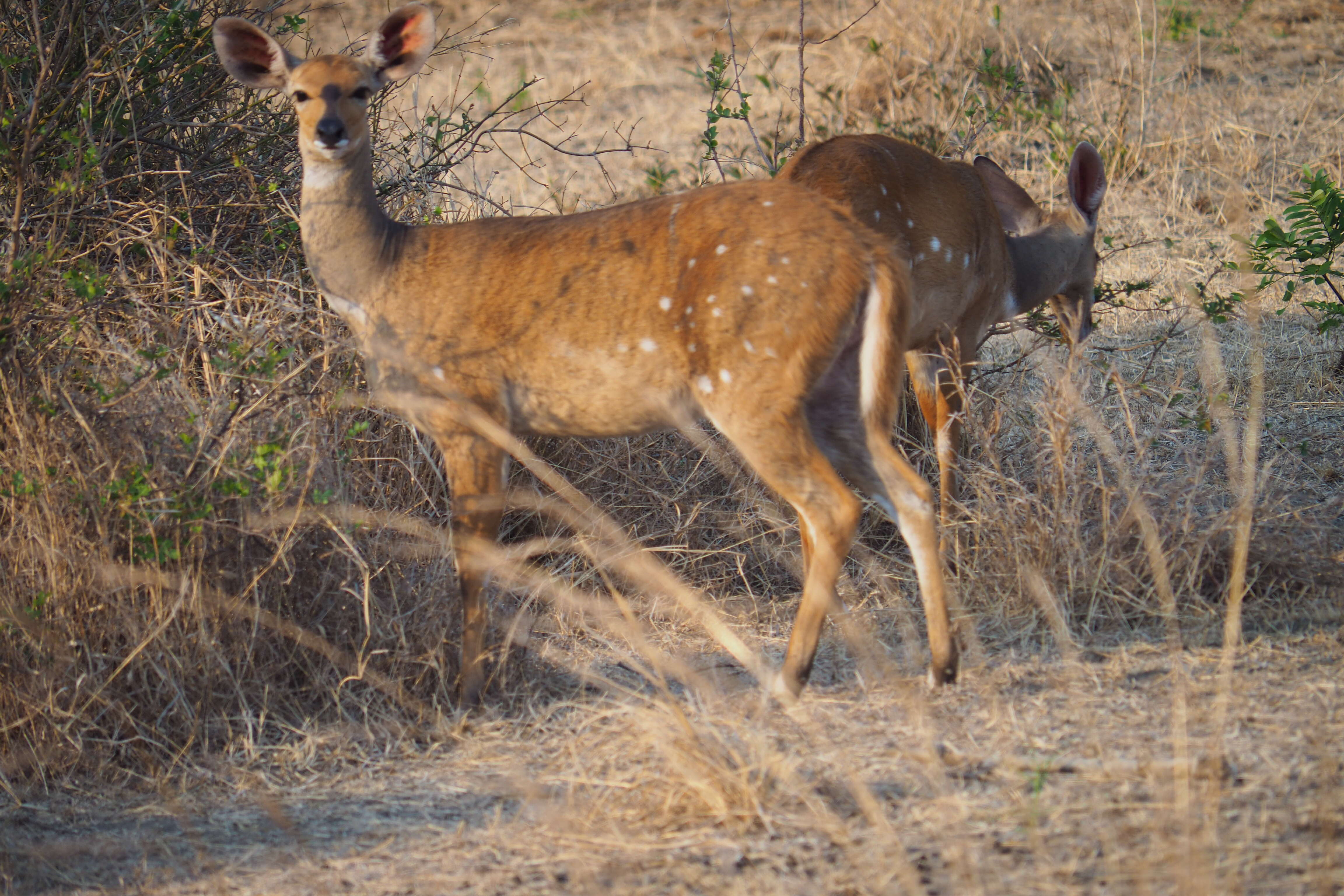 Image of Tragelaphus sylvaticus