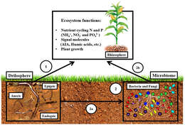 Image of earthworms