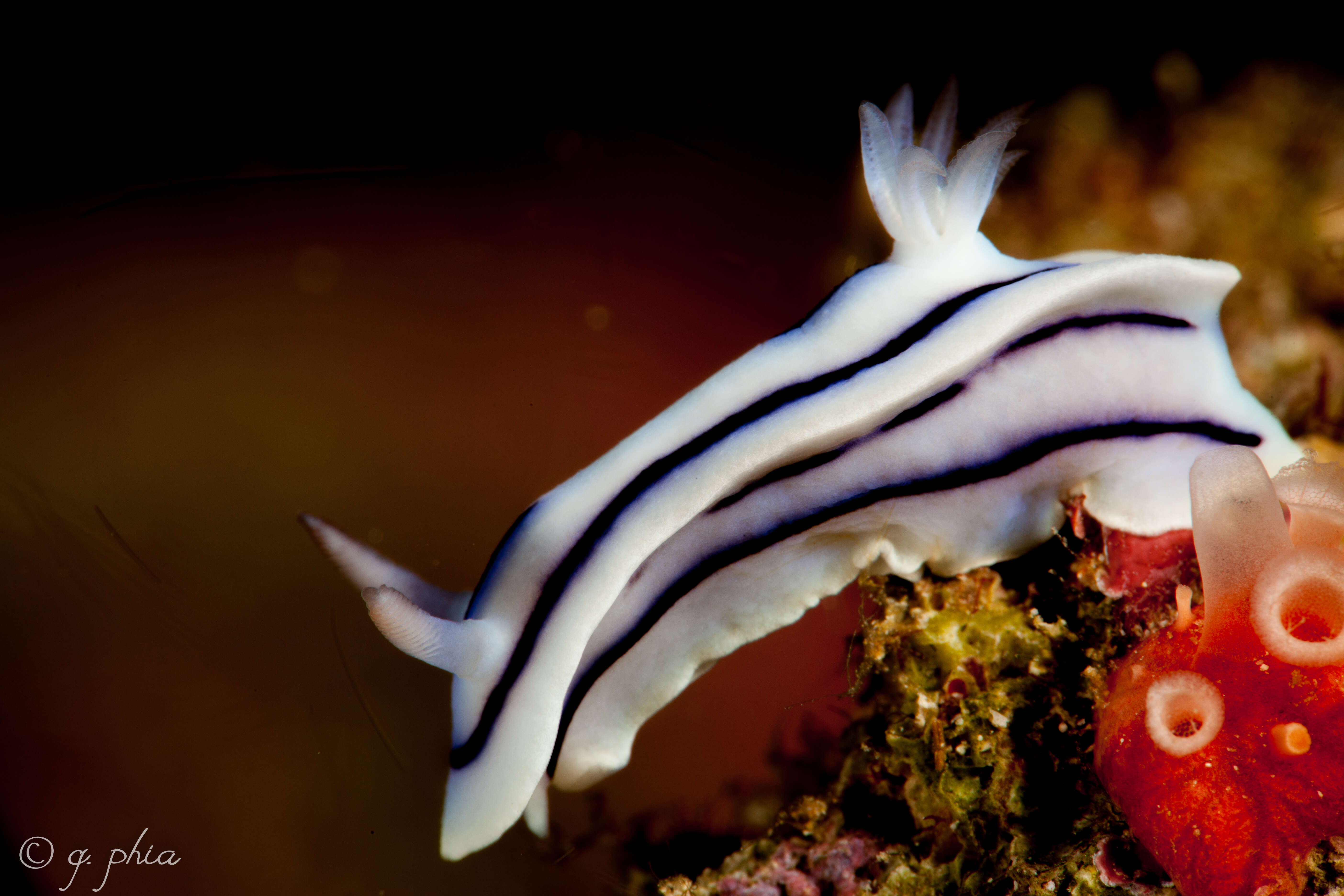 Image de Chromodoris lochi Rudman 1982