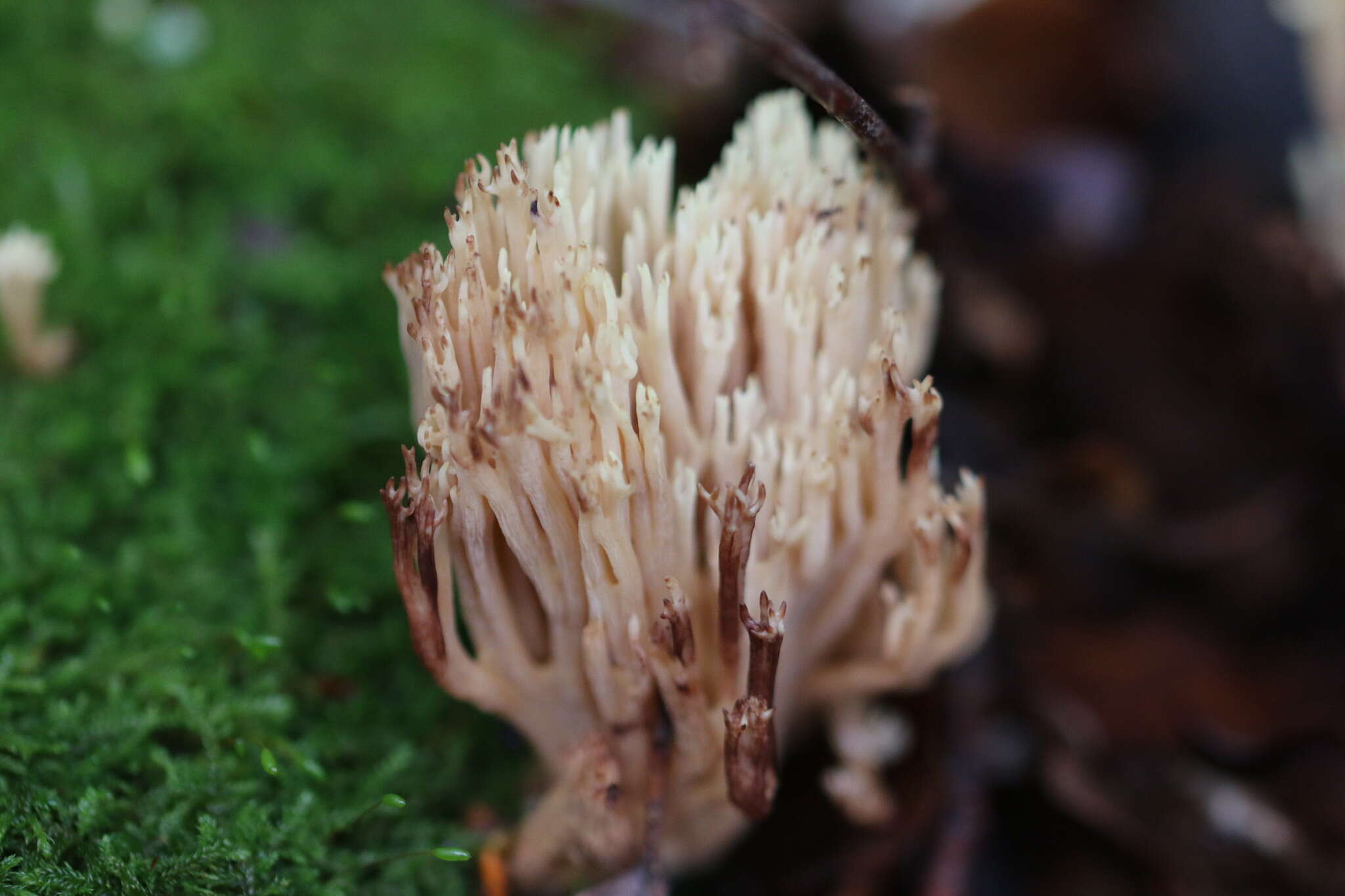 Слика од Ramaria stricta (Pers.) Quél. 1888