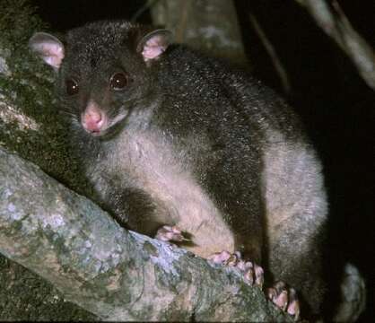 Image of Mountain Brushtail Possum