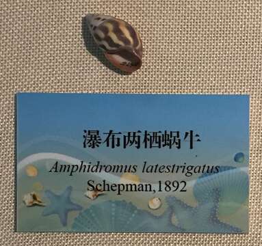 Image of <i>Amphidromus latestrigatus</i> Schepman 1892