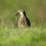 Image of Western Meadowlark