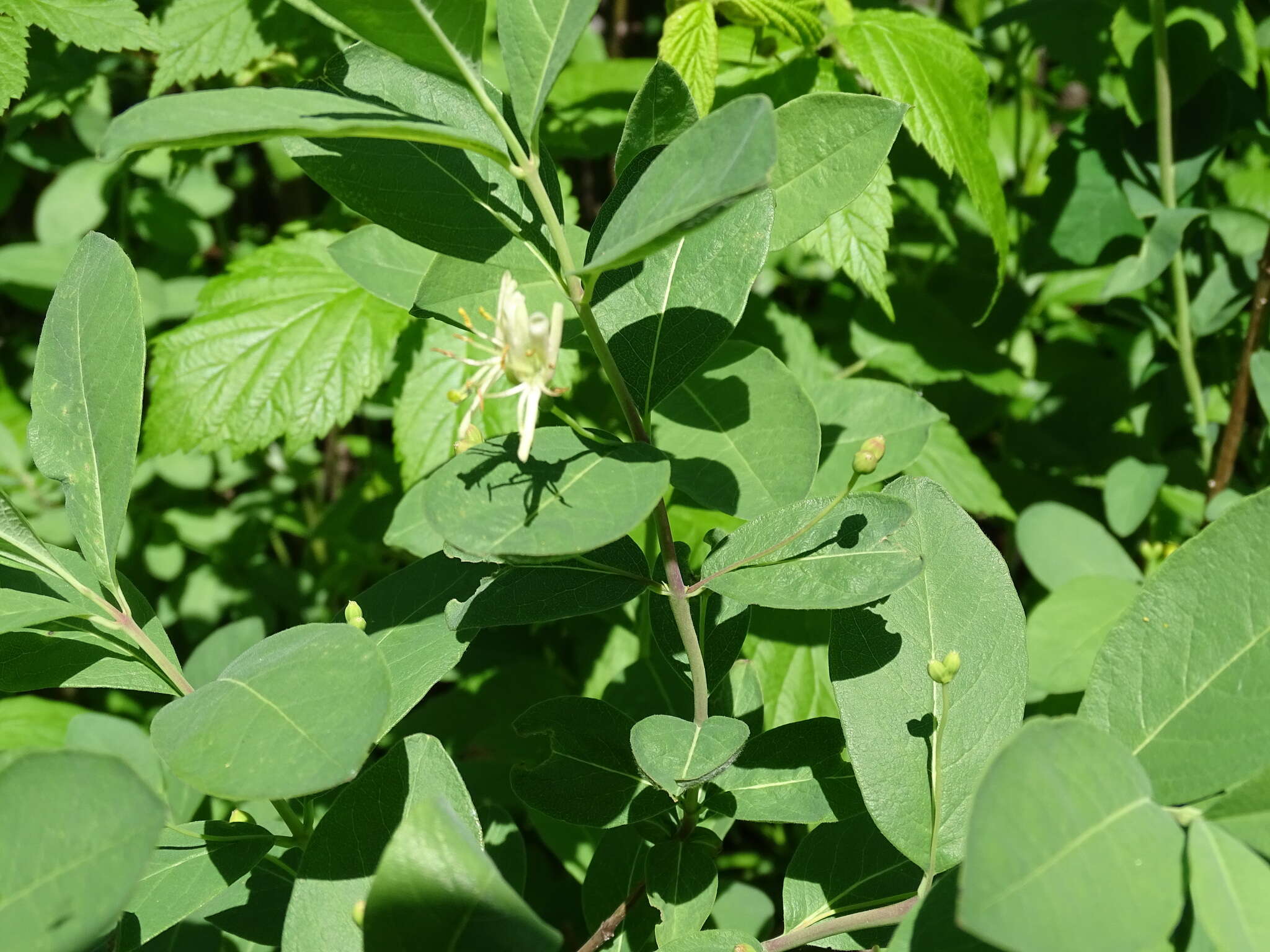 Lonicera oblongifolia (Goldie) Hook.的圖片