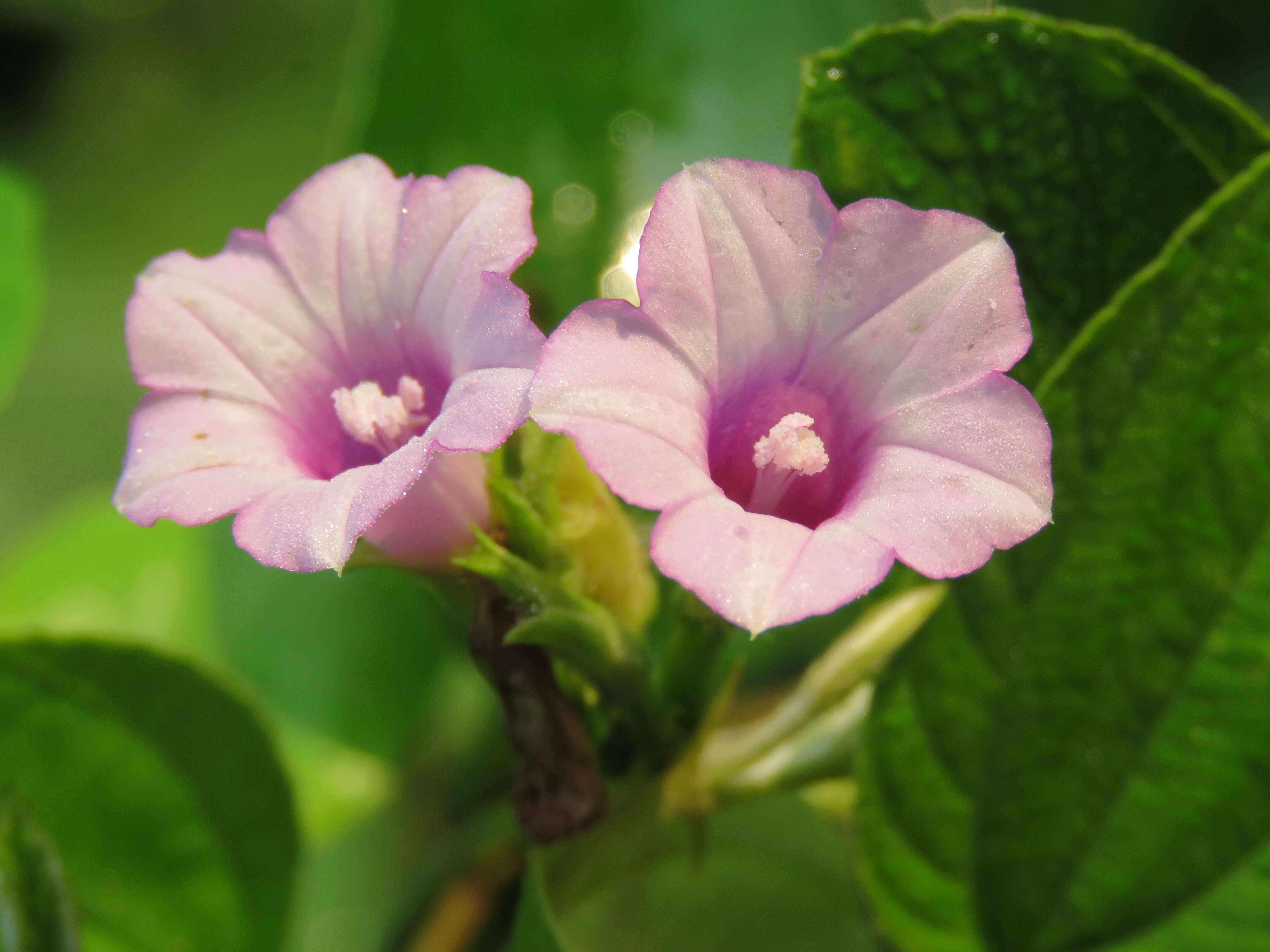 Plancia ëd Ipomoea triloba L.