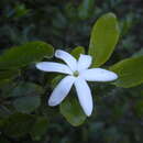 Gardenia psidioides Puttock resmi