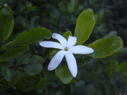 Image of Gardenia psidioides Puttock