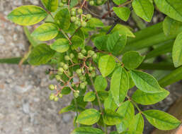 Image of Chinese-pepper