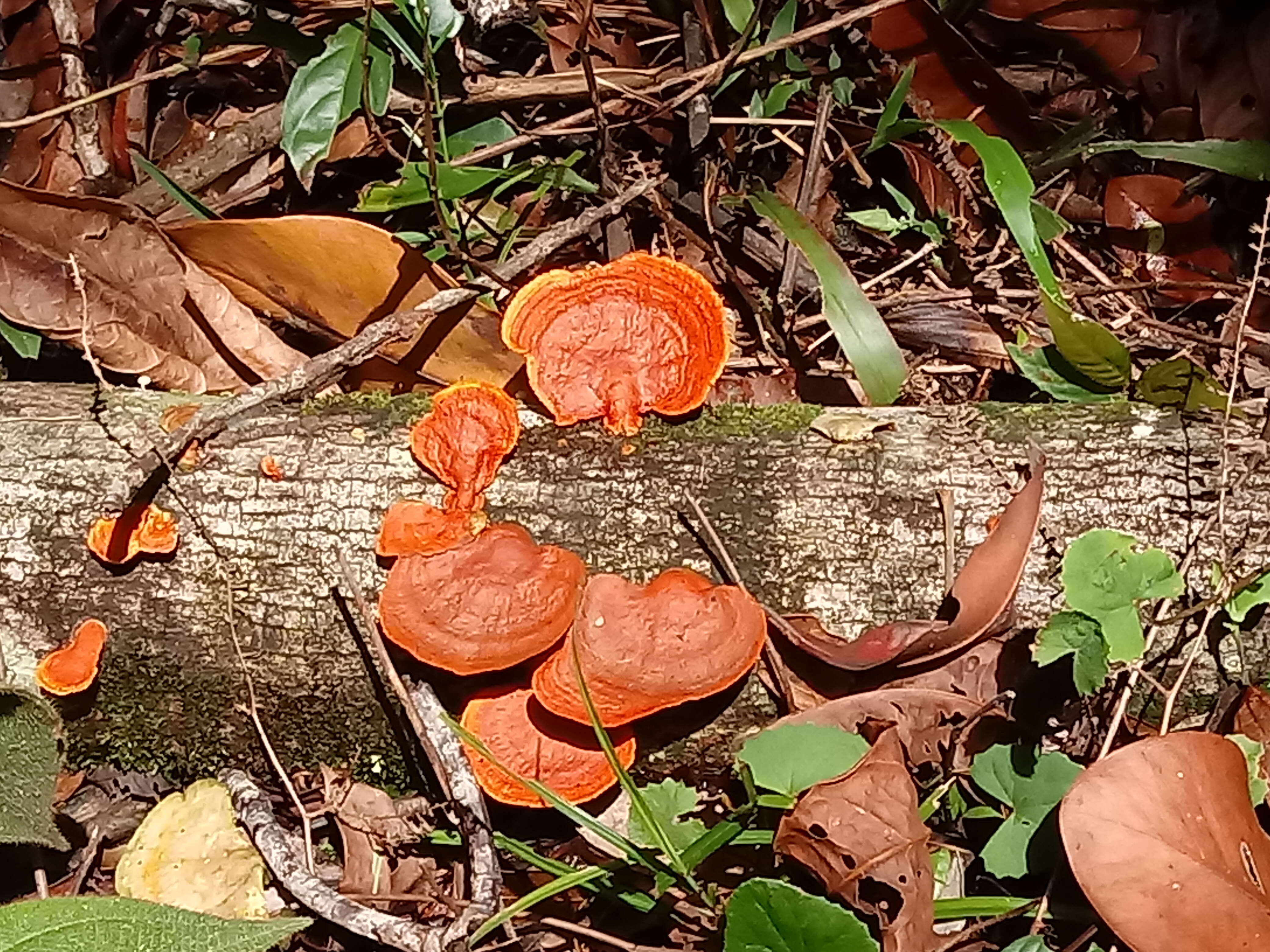 Image of Orange polypore