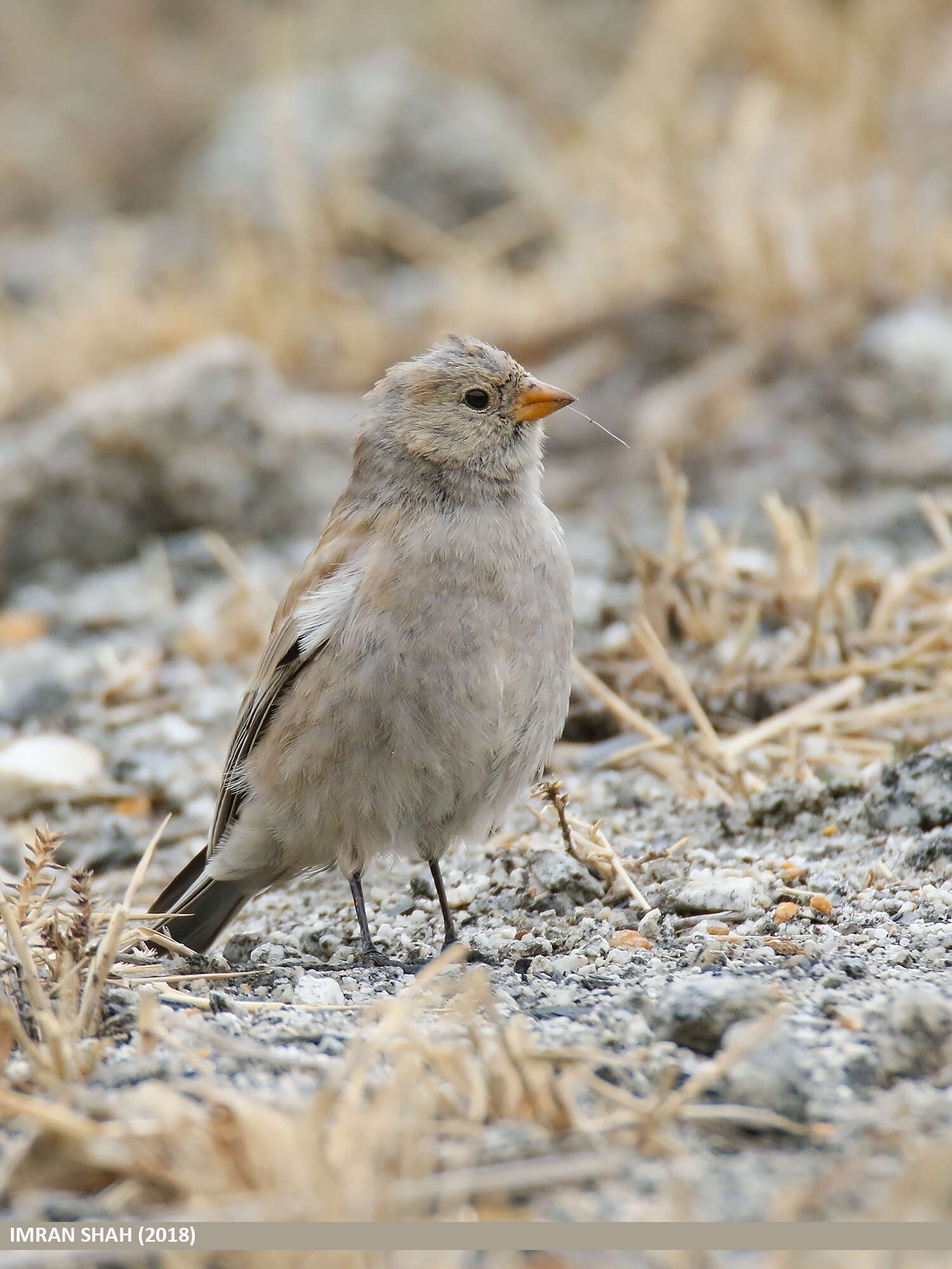 Image of Black-winged Snowfinch