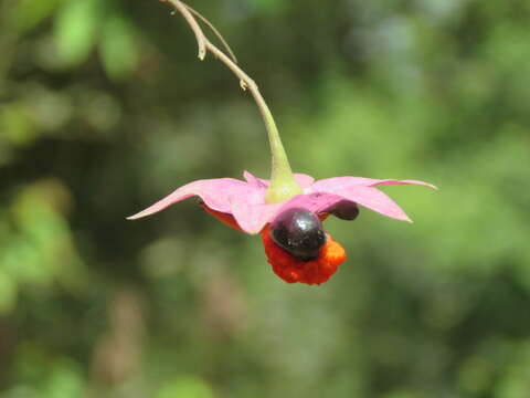 Слика од Clerodendrum thomsoniae Balf. fil.