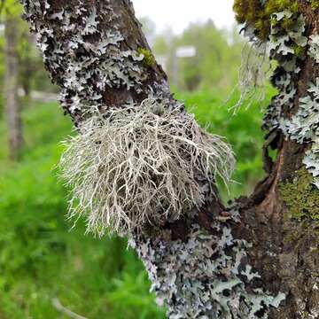 Image of farinose cartilage lichen