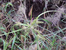 Image de Cyperus hillebrandii Boeckeler