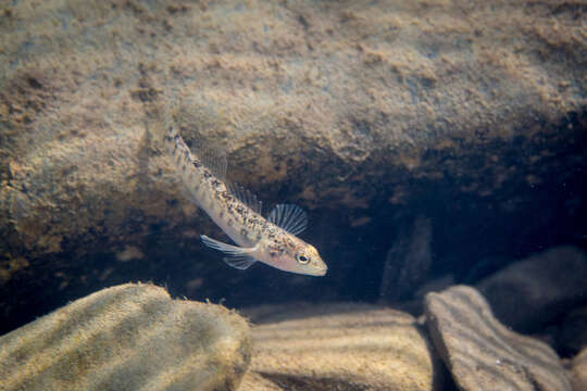 Image of Etheostoma