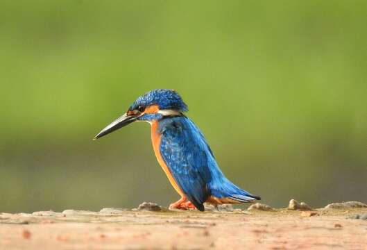 Image of Common Kingfisher