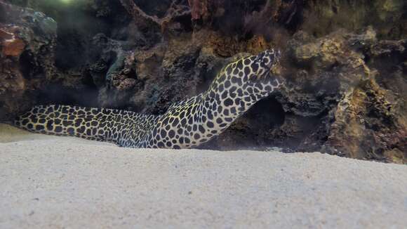 Image of honeycomb moray