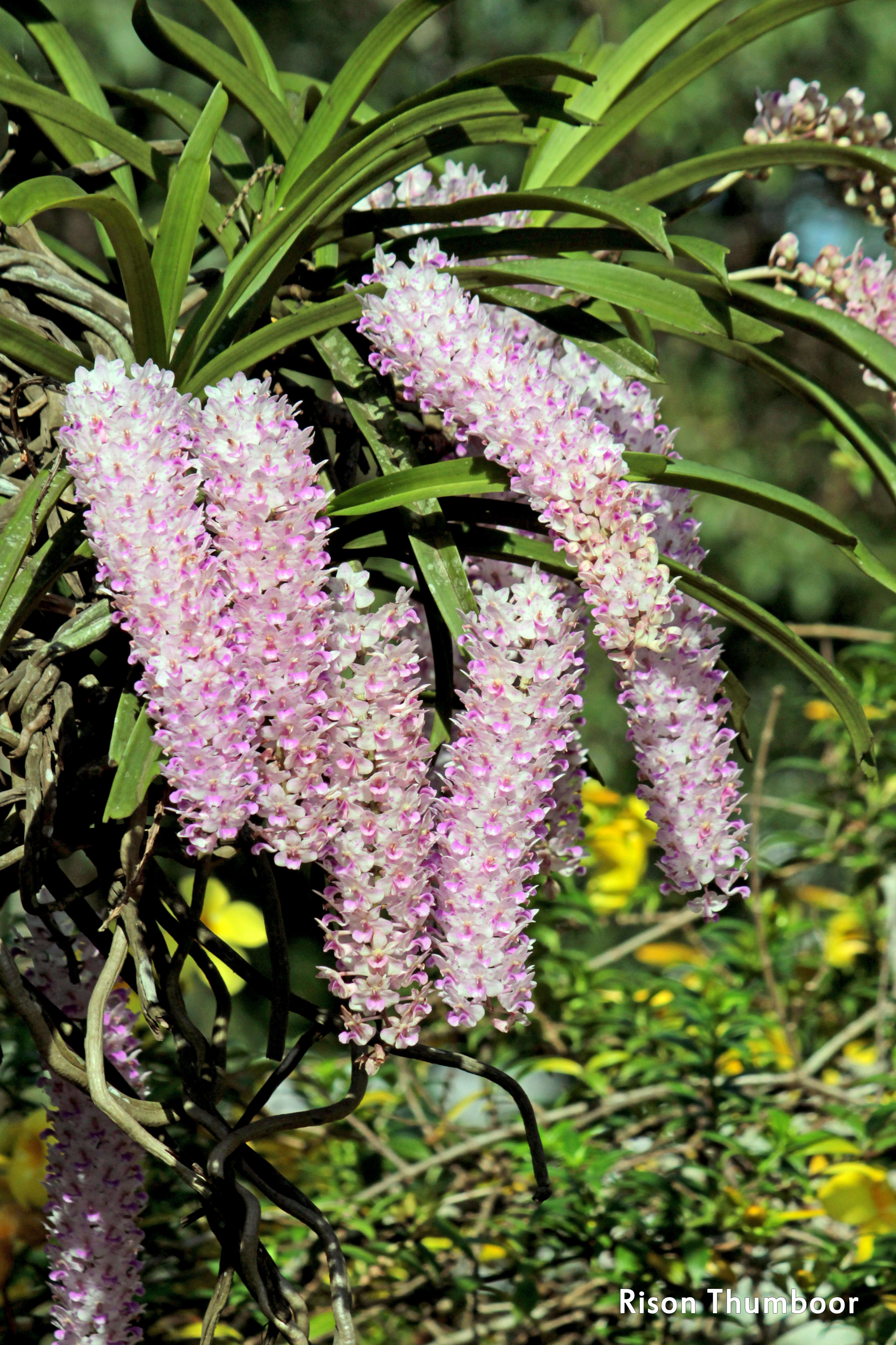 Слика од Rhynchostylis retusa (L.) Blume