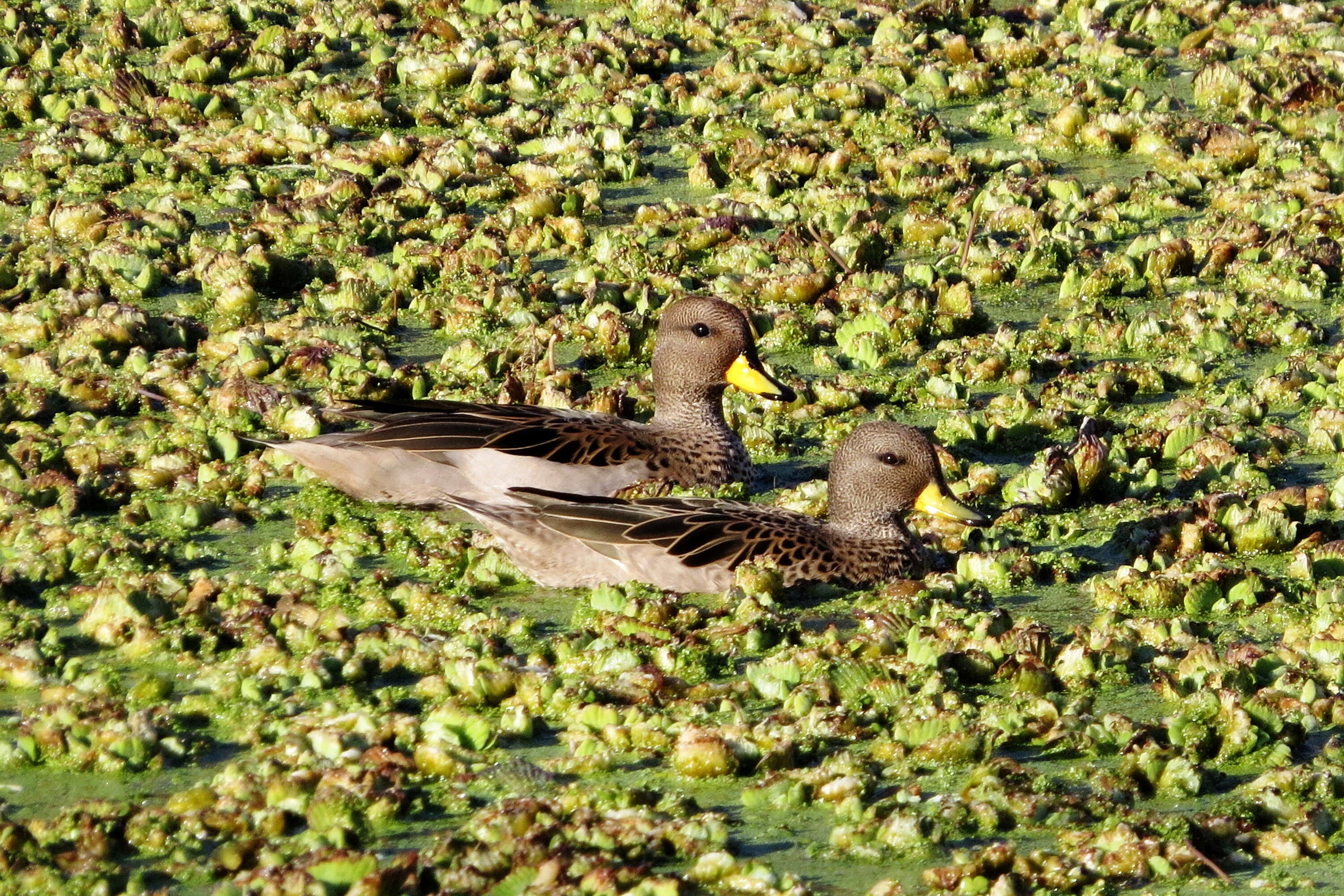 Image of Yellow-billed Teal