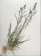 Image of Brown's lovegrass