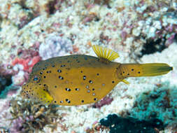 Image of Yellow boxfish