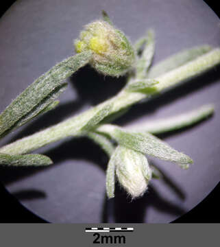 Image of Artemisia austriaca Jacq.