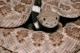 Image of Western Diamond-backed Rattlesnake