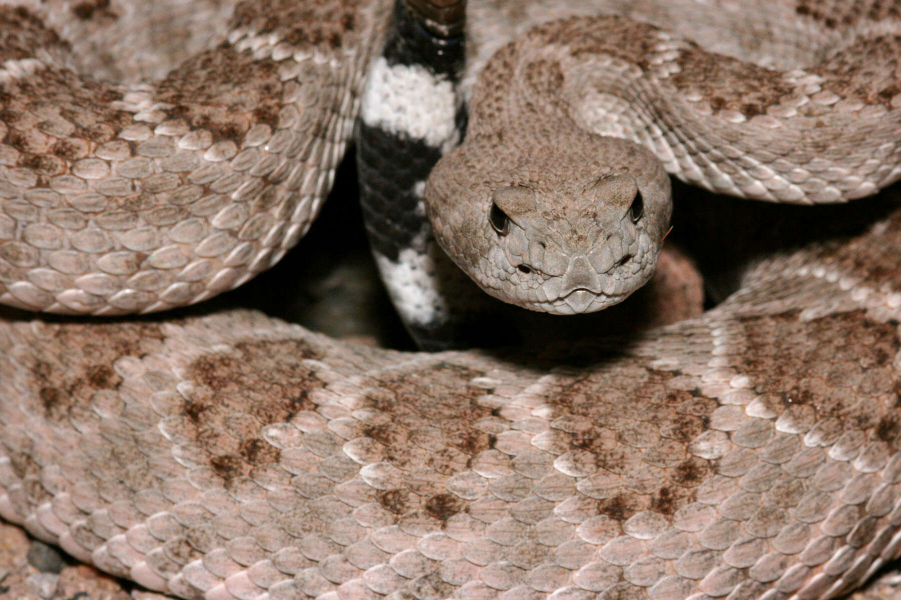 Image of Western Diamond-backed Rattlesnake