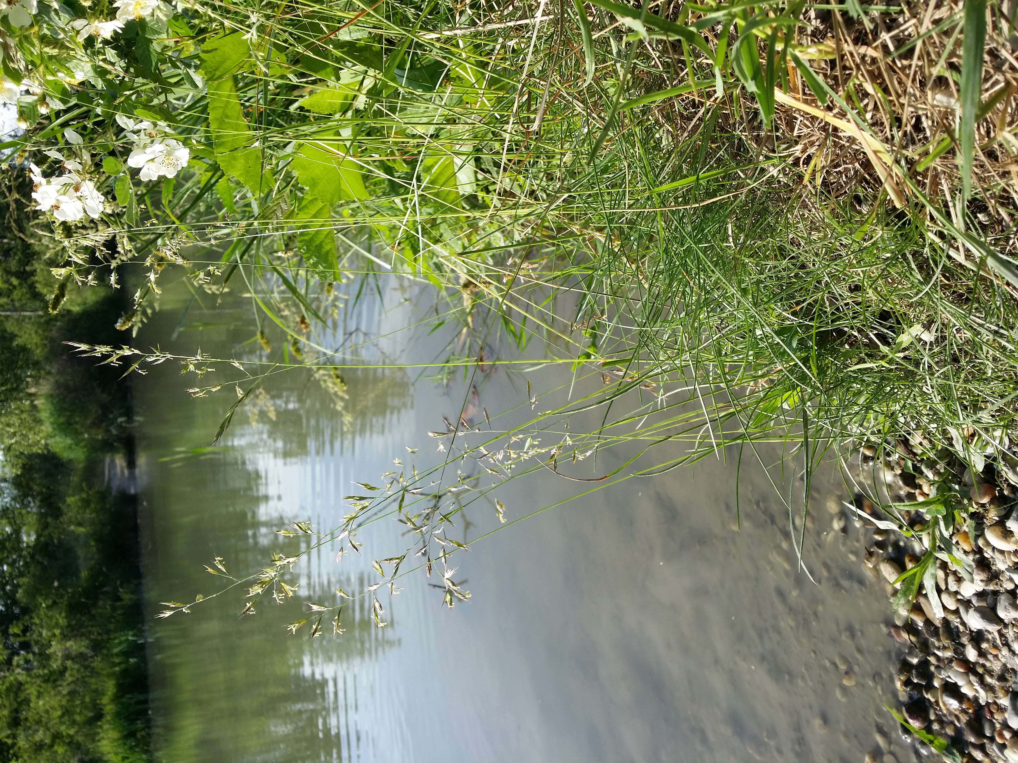 Image of red fescue