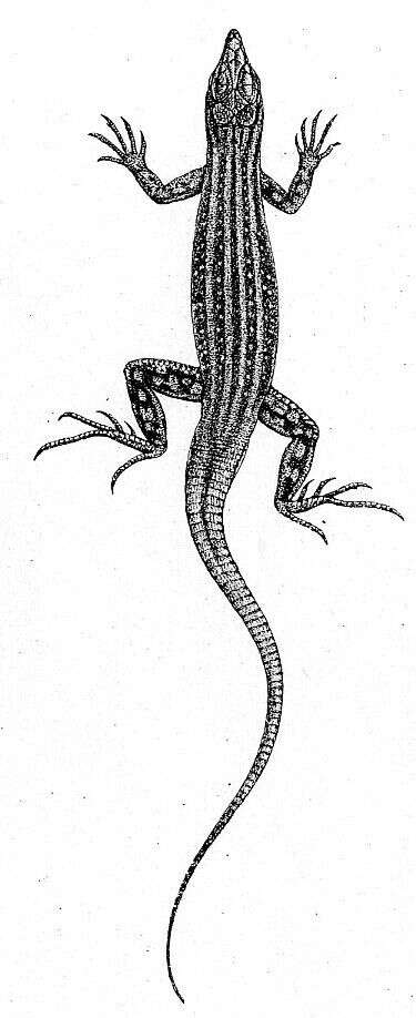 Image of Smith's Racerunner