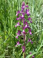 Anacamptis laxiflora (Lam.) R. M. Bateman, Pridgeon & M. W. Chase的圖片