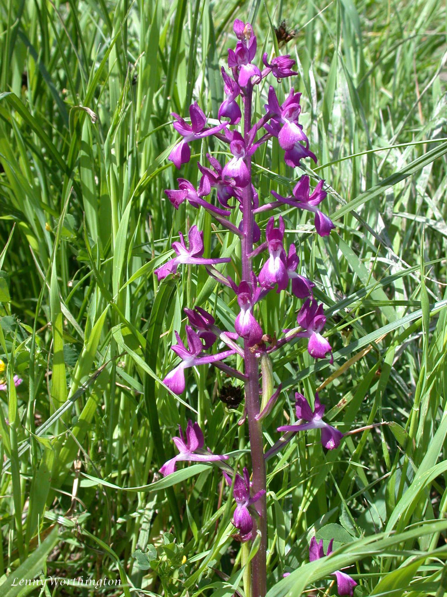 Anacamptis laxiflora (Lam.) R. M. Bateman, Pridgeon & M. W. Chase的圖片