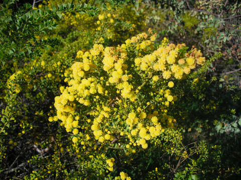 Image of Acacia truncata (Burm. fil.)