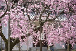 Image de Prunus spachiana (Lavallee ex H. Otto) Kitamura