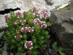 Image of Camphor Thyme