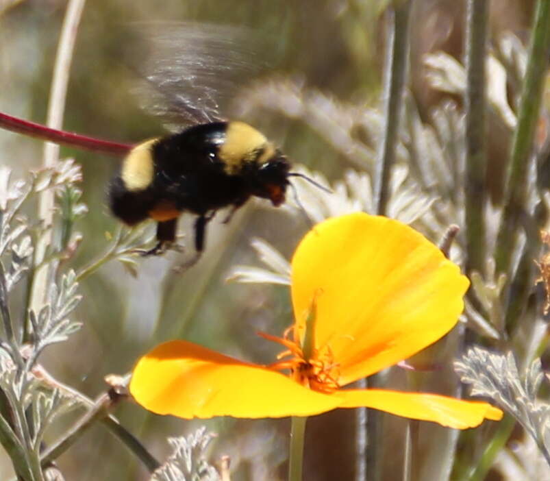 Image of Crotch bumble bee