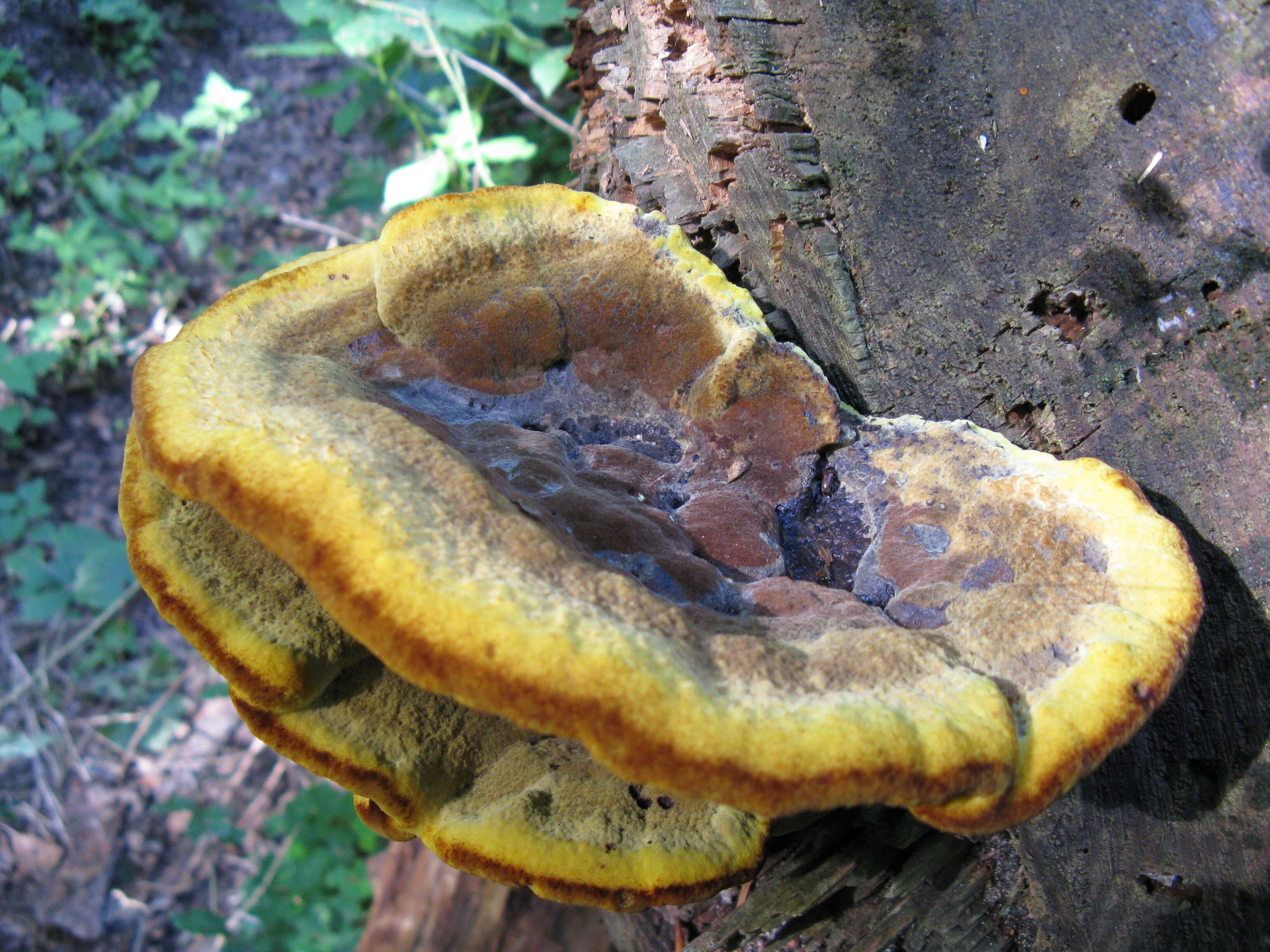 Image of dyer's polypore