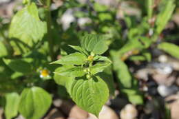 Image of Smooth peruvian daisy