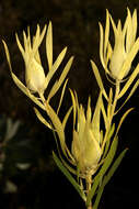 Image of Common Sunshine Conebush