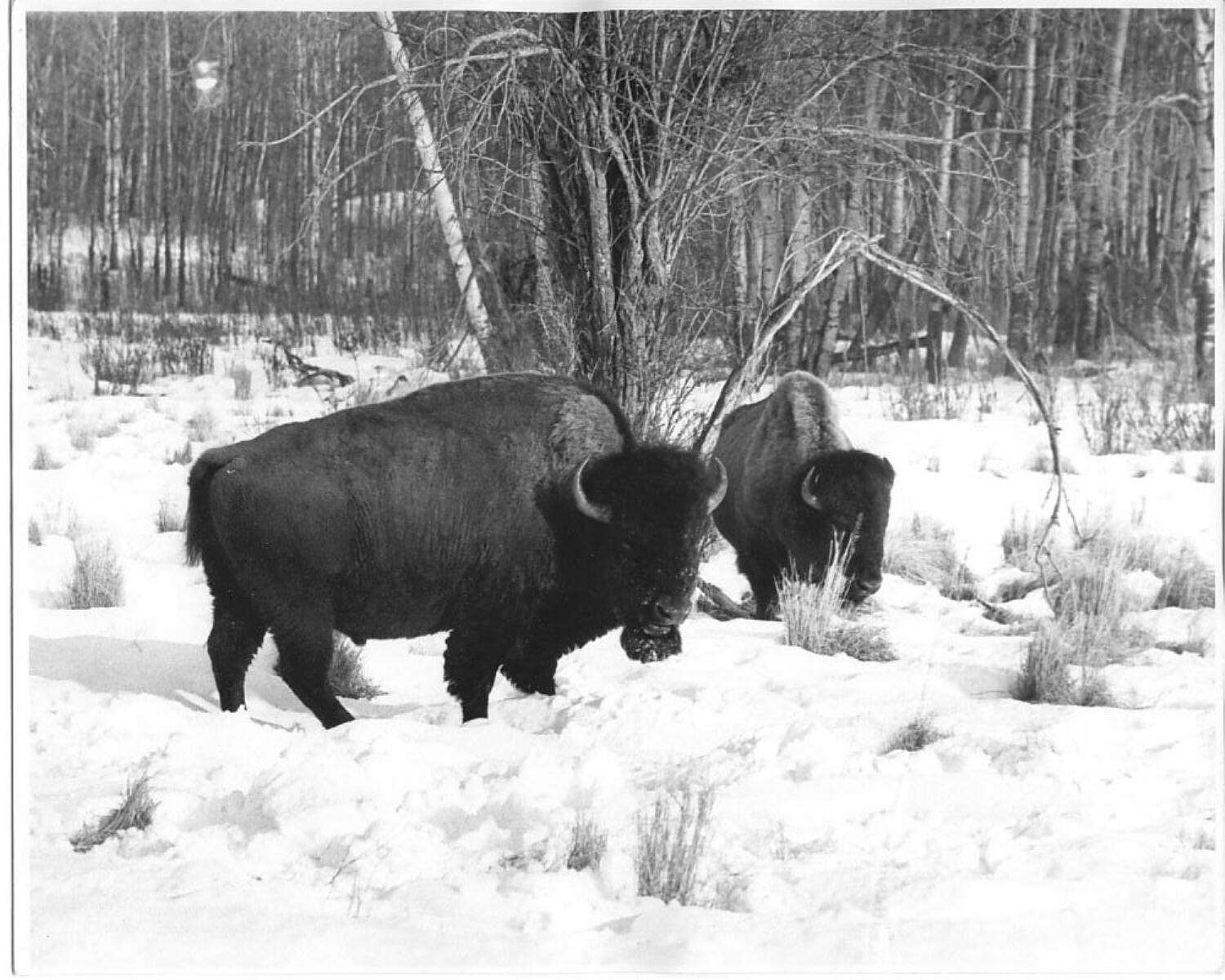 Image of Bison bison athabascae