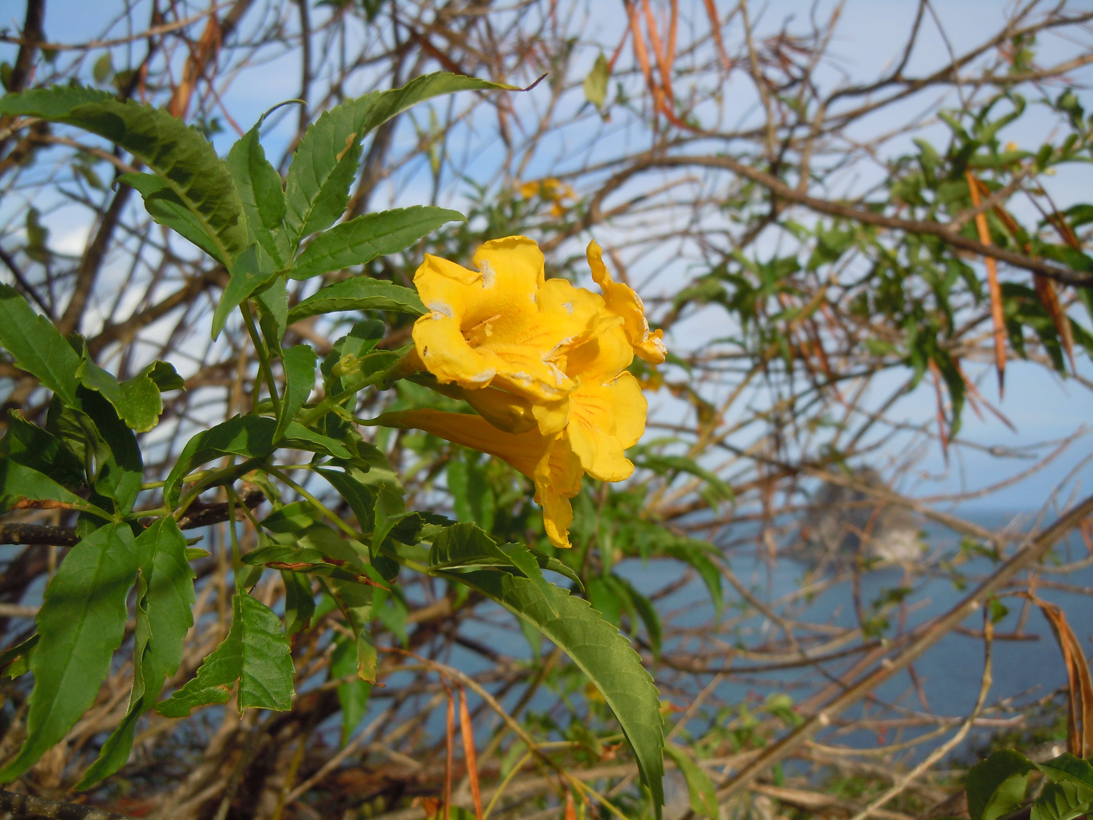 Image of Yellow bells