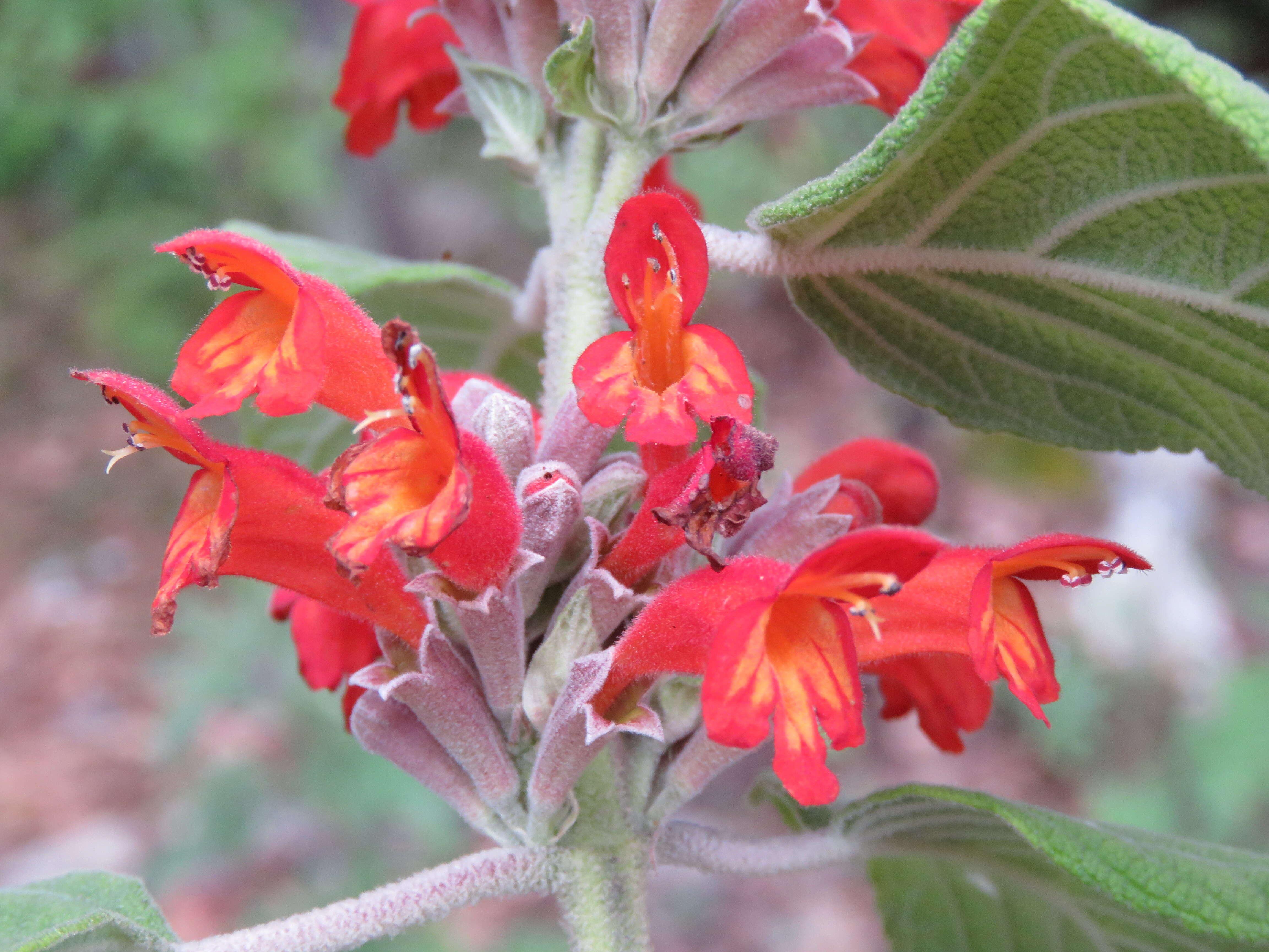 Image of Colquhounia coccinea Wall.