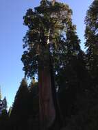 Слика од Sequoiadendron