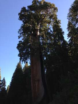 Image of giant sequoia