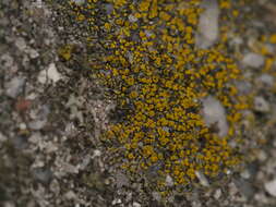 Image of eggyolk lichen