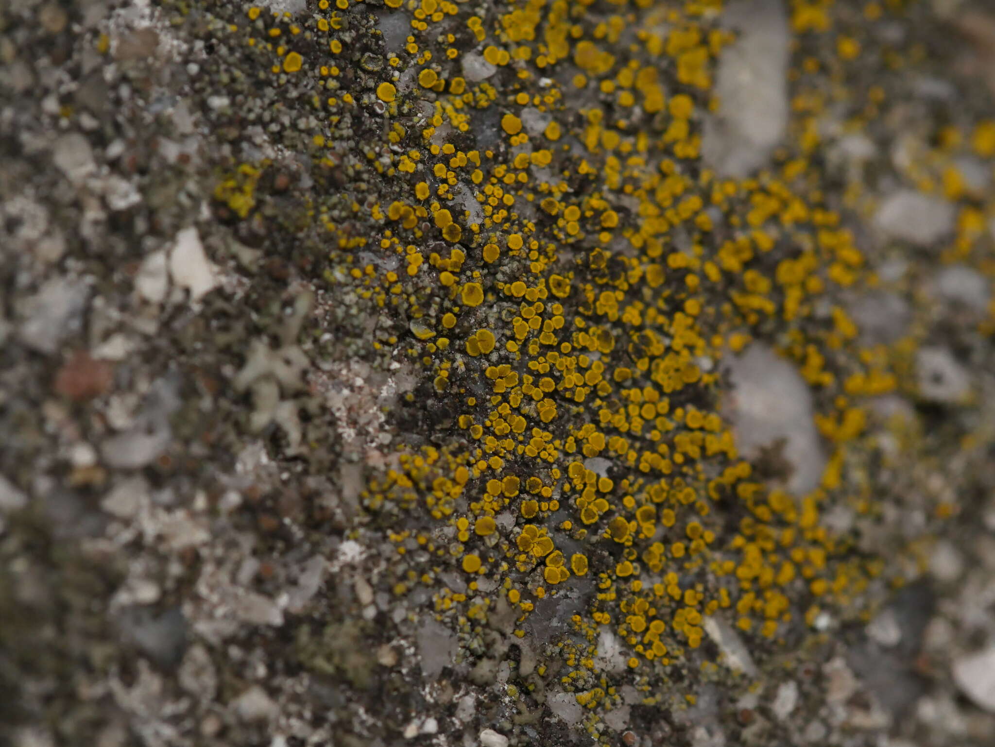 Image of eggyolk lichen