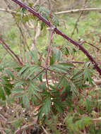 Image of cut-leaved bramble