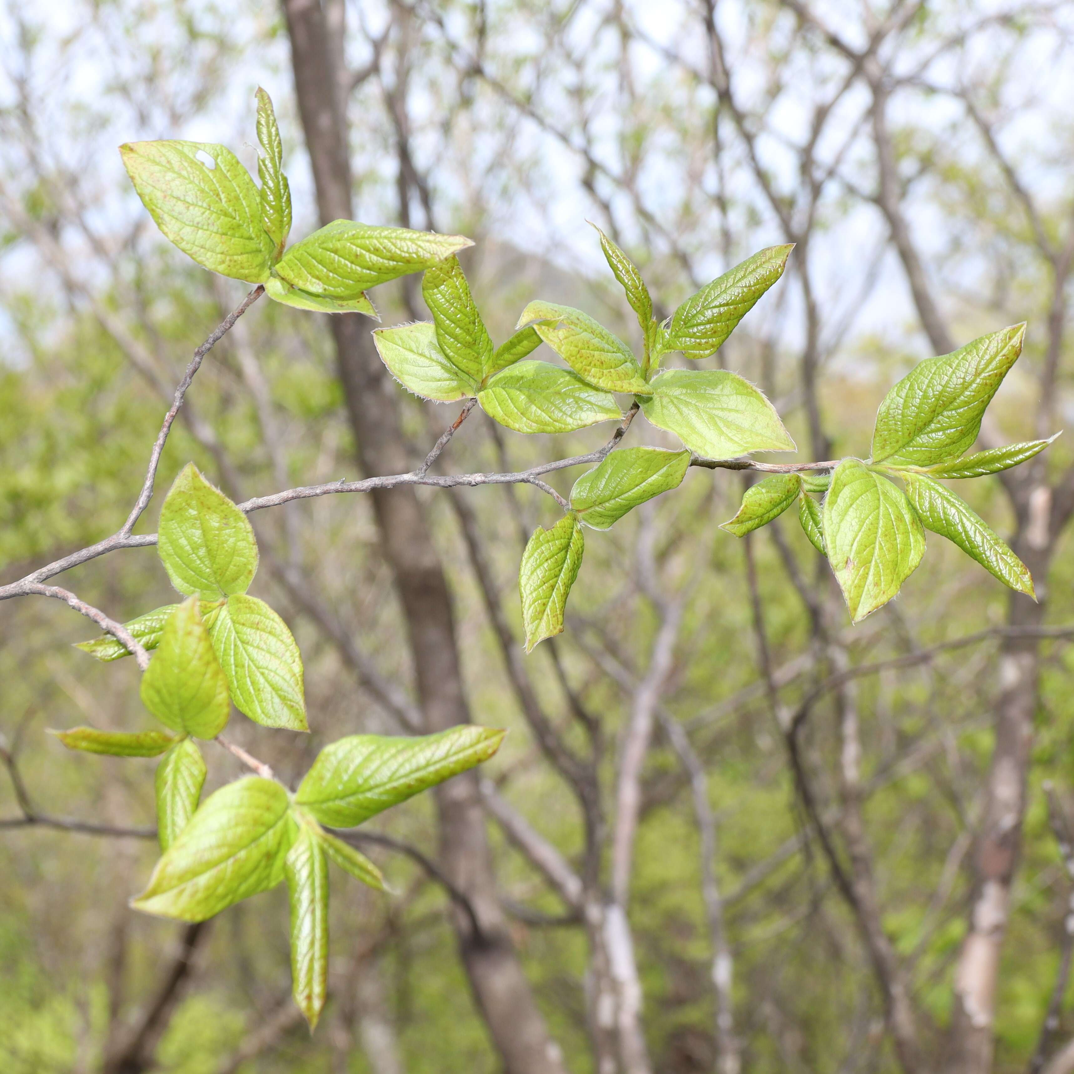 Image of Japanese stewartia